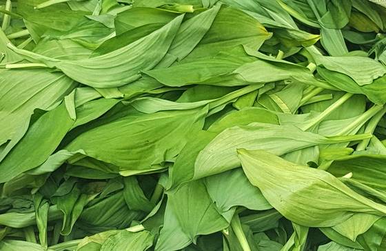 울릉도산 산나물을 일컫는 '명이'의 모습. 중앙포토