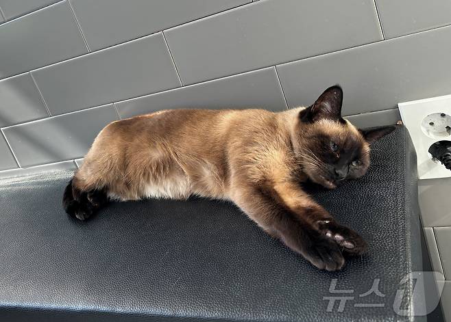 고양이 묘미(아이디동물의료센터 제공) ⓒ 뉴스1