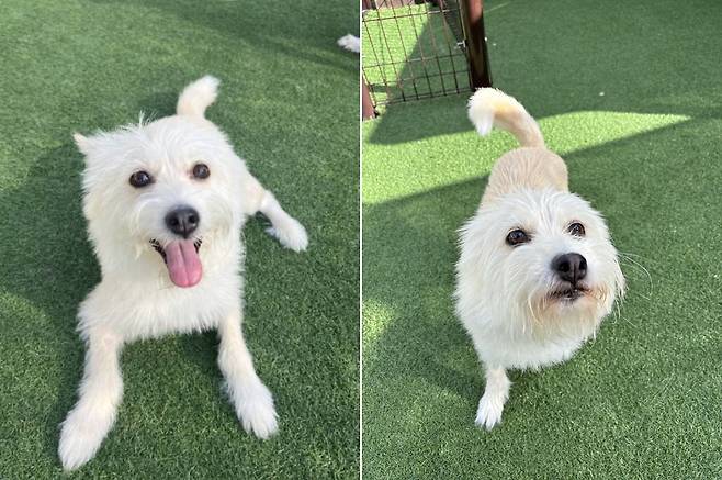 도그어스플래닛에서 보호 중인 메이 (도그어스플래닛 제공) ⓒ 뉴스1