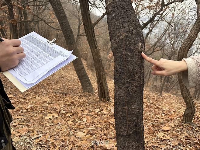2일 서울 은평구 봉산에 모인 시민들이 끈끈이 롤트랩으로 나무가 입은 피해를 조사하고 있다. 나무 기둥 한가운데 끈끈이 롤트랩을 제거하기 위한 칼집이 나 있다. 오경민 기자