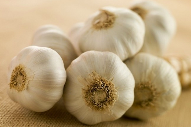 통마늘