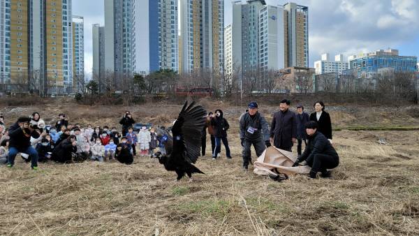 6일 오전 울산 태화강 삼호섬 하중도에서 울산야생동물구조관리센터, 울산독수리학교 참가자와 운영 단체(녹색에너지촉진시민포럼) 관계자 등 40명이 지켜보는 가운데 독수리 2개체가 자연으로 방사되고 있다. 울산시 제공