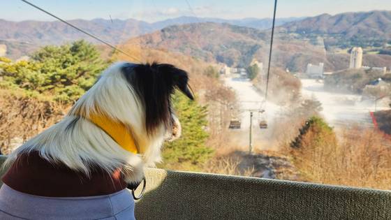 휘닉스파크는 반려견과 함께 곤돌라도 탈 수 있다. 휘닉스파크는 3월 30일까지 스키장을 운영한다. 사진 휘닉스호텔앤리조트