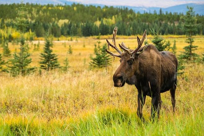 유콘 야생동물 보호구역, /사진= Tourism Yukon
