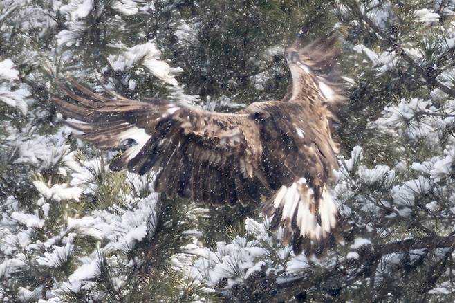 적당한 소나무 횃대를 선택했다.