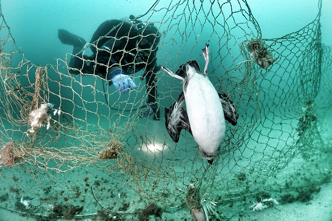 폐기된 자망에 얽힌 바다오리(사진, 한국해양과학기술원·구자언)