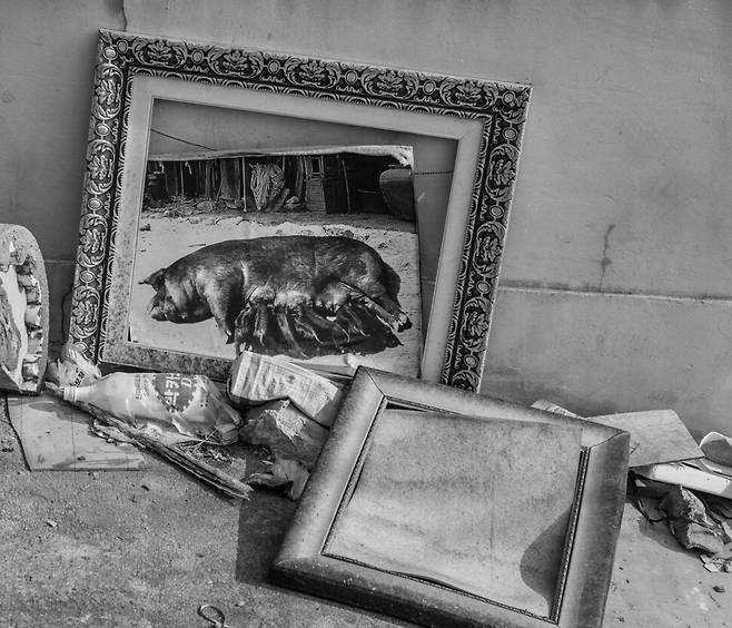 늦은 가을, 박정희가 태어났다던 집을 구경하고 돌아가다가 너희를 보았지. 오래전 평범했을 그 모습은 ‘이제 사진 속에서나 볼 수 있는 풍경’이 되어 있었어. 오늘날의 엄마 돼지들은 겨우 서고 앉을 수 있는 케이지에 갇힌 채, 새끼를 낳고 잠시 젖을 주고 다시 새끼를 배지. 평화로운 모습인데, 씁쓸하구나. 2017년 경북 구미.