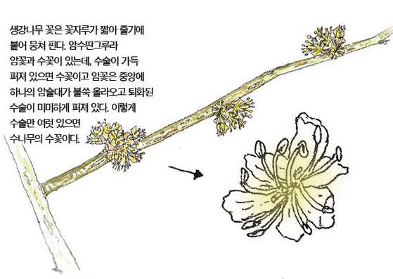 우리 주변 식물들의 비밀 이야기 60 생강나무