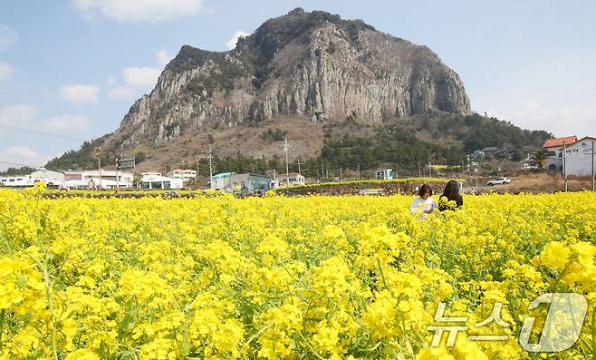 7일 오전 서귀포시 안덕면 산방산 인근 유채꽃밭에서 관광객들이 이른 봄 정취를 즐기고 있다. 2025.3.7/뉴스1 ⓒ News1 오현지 기자
