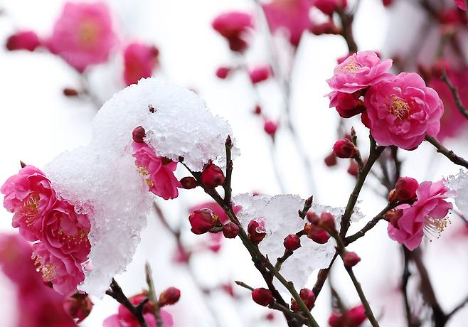 18일 서울 강남구 봉은사의 홍매화에 밤새 내린 눈이 덮여 있다. 연합뉴스