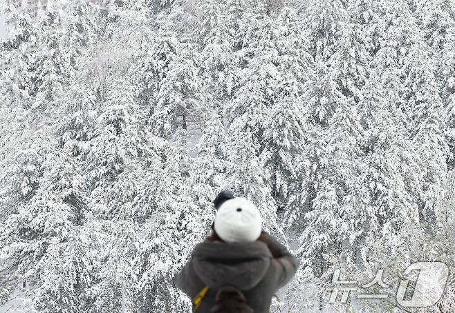 절기상 경칩이자 포근한 날씨를 보인 5일 경남 함양군 휴천면 오도재에서 한 사진가가 하얗게 쌓인 함박눈을 촬영하고 있다. (함양군 김용만 제공. 재판매 및 DB 금지) 2025.3.5/뉴스1