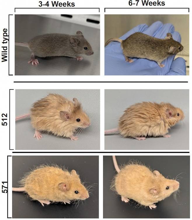 언론에 공개한 털북숭이 생쥐의 모습은 A실험에서 얻은 512번으로 보이는데(가운데), 야생 생쥐(위)와 차이가 크다. A실험은 게놈편집으로 생쥐의 털 유전자 4개를 변이형으로, 지질대사 유전자 1개를 매머드형으로 바꿨다. 반면 E실험은 털 패턴 유전자 3개를 하나는 생쥐 변이형으로 2개는 매머드형으로 바꿨음에도 얻은 생쥐(571번)는 별 효과를 보지 못했다(아래). 왼쪽은 생후 3-4주차, 오른쪽은 6-7주차다. BioRxiv 제공