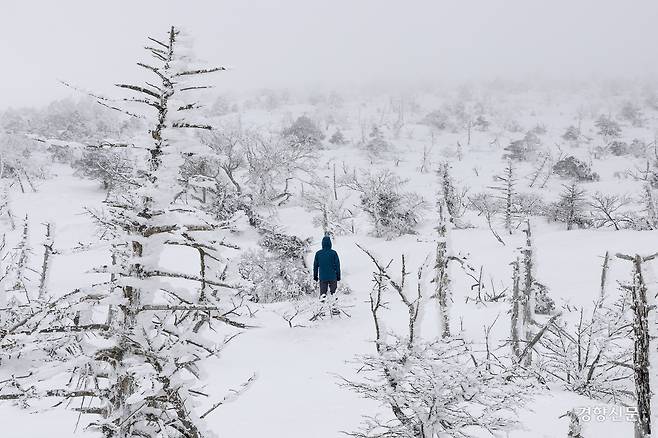 2월 19일 제주 한라산 국립공원에서 녹색연합 자연생태팀 최황 활동가가 고사한 구상나무 군락지를 살펴보고 있다. 문재원 기자