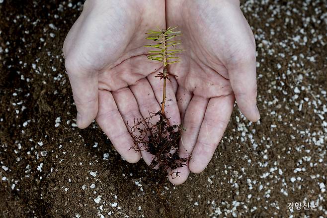 백두양묘장에서 연구원이 한라산에서 채집한 종자로 키운 구상나무 1년생을 보여주고 있다. 문재원 기자