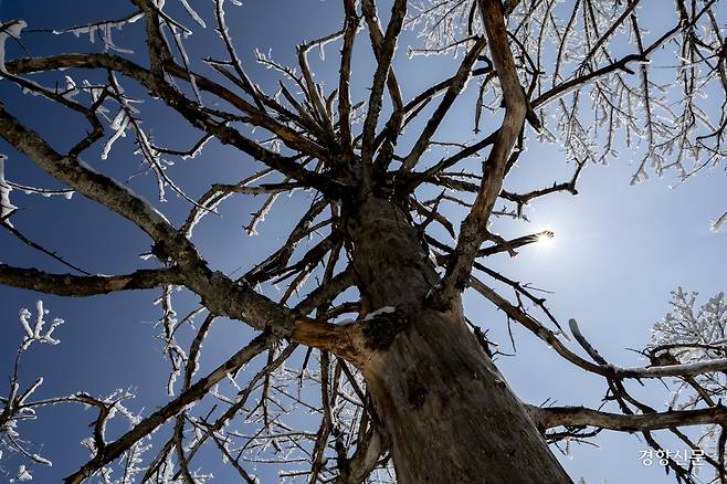9일 지리산 국립공원. 중산리탐방안내소에서 천왕봉으로 향하는 탐방로에 구상나무가 껍질이 벗겨진채 죽어가고 있다. 문재원 기자