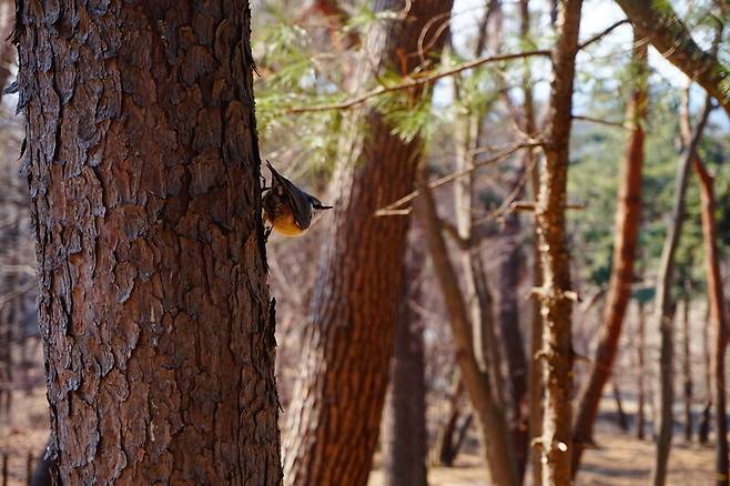 둘레길에서 만난 산새. 이준희 기자