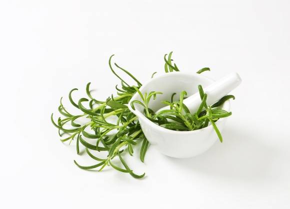 로즈마리. 아이클릭아트