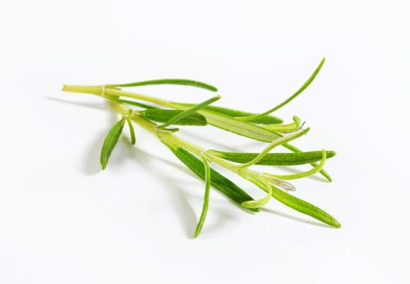 로즈마리. 아이클릭아트