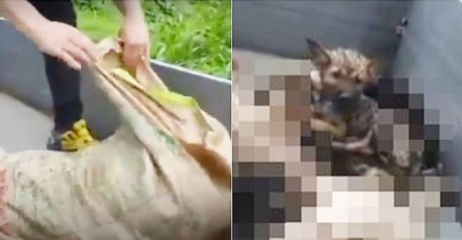 안락사 된 사체들이 들어있던 포대자루 속에서 발견된 맑음이 (사진 비글구조네트워크) ⓒ 뉴스1