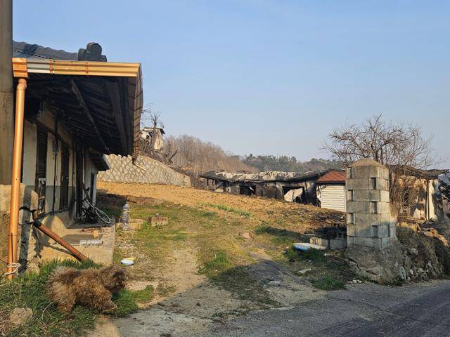26일 잿더미가 된 경북 영덕군 영덕읍 매정리 마을. 한 집 앞에 반려견이 묶여 있다. 영덕=최현빈 기자