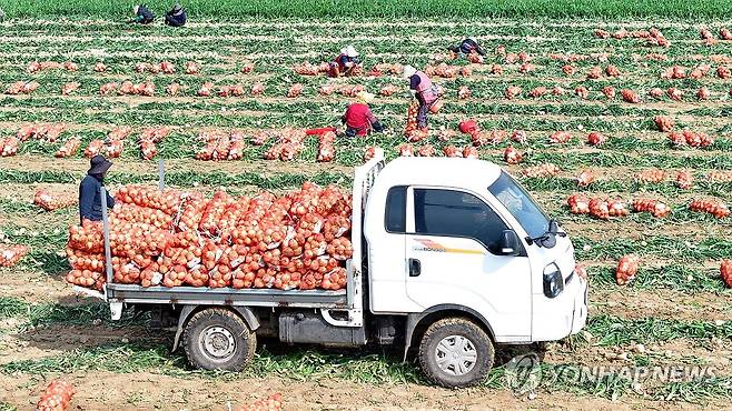 제주산 조생양파 출하 개시 (서귀포=연합뉴스) 박지호 기자 = 26일 오전 제주 서귀포시 대정읍 신도리의 한 밭에서 농민들이 조생양파를 수확해 출하하고 있다.
3월 중순부터 수확되는 제주산 조생양파는 중만생양파에 비해 단맛이 강하며 식감이 좋아 인기가 좋다. 2025.3.26 jihopark@yna.co.kr