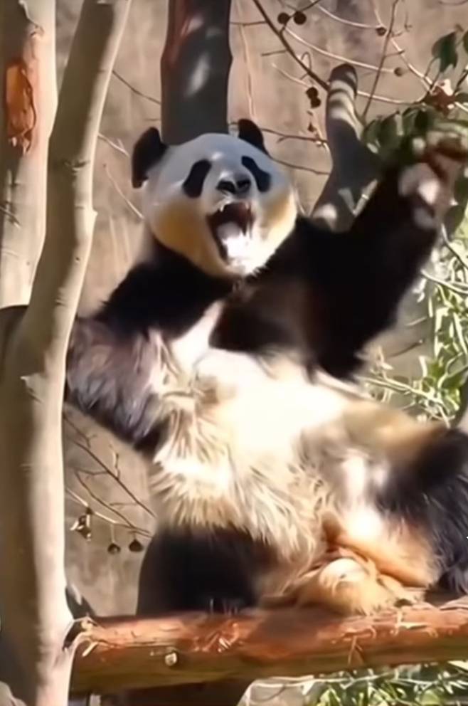 다시 활력찾은 푸바오