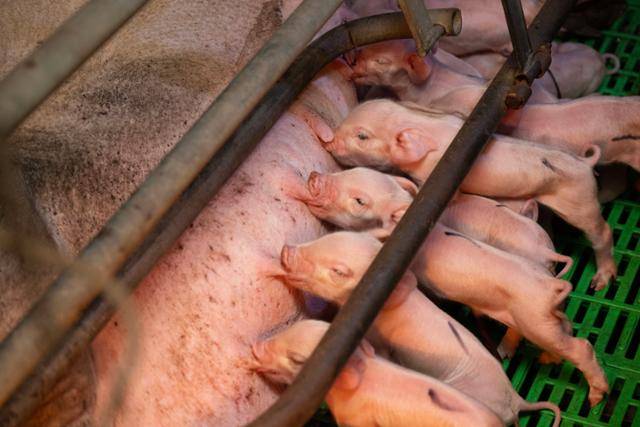 충북 음성군 한신농장에서 새끼 돼지들이 젖을 먹고 있다. 한국일보 자료사진