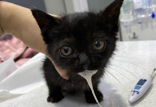 서울시 '유기동물 응급치료센터'에서 치료를 받고 있는 동네 고양이. 한국일보 자료사진