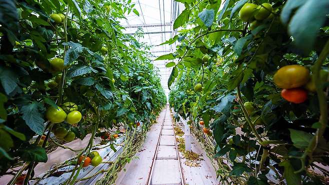 사진출처 : 한국농업기술진흥원
