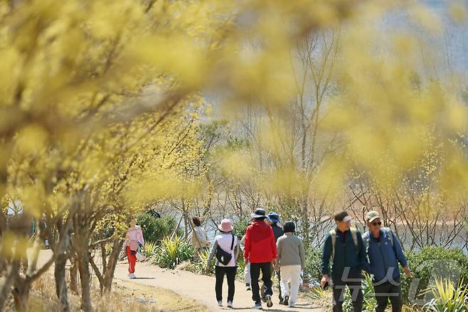 6일 전북자치도 임실군 붕어섬에서 '옥정호 벚꽃축제'가 열리고 있는 가운데 산수유가 활짝 피어 있다. (임실군제공. 재판매 및 DB금지)2025.4.6/뉴스1 ⓒ News1 김동규 기자