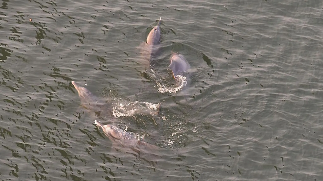 강돌고래는 해양 돌고래와는 여러 면에서 다르다. 주둥이가 길고, 비스듬히 헤엄치는 특징이 있다.
