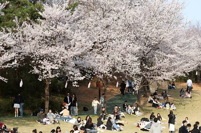 지난 6일 2025 강릉 남산벚꽃축제가 열리고 있는 강원 강릉시 남산공원 모습/연합뉴스