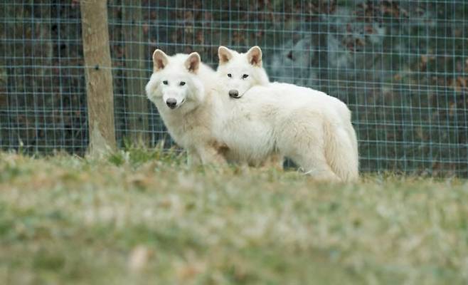 콜로설 바이오사이언스의 DNA 변형으로 태어난 로물루스와 레무스. (사진=Colossal Biosciences 유튜브 캡쳐)