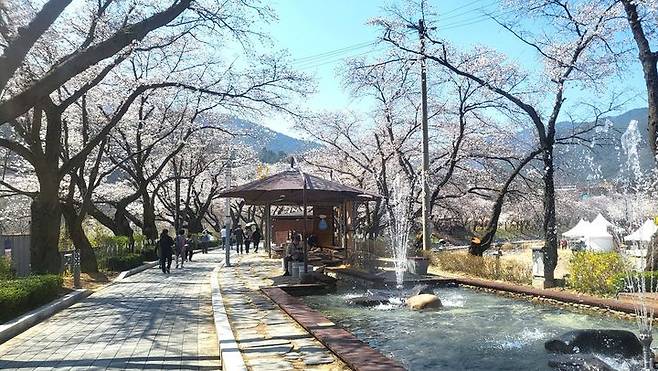 벚꽃 만발한 충주 수안보 물탕공원(사진=독자 제공) *재판매 및 DB 금지