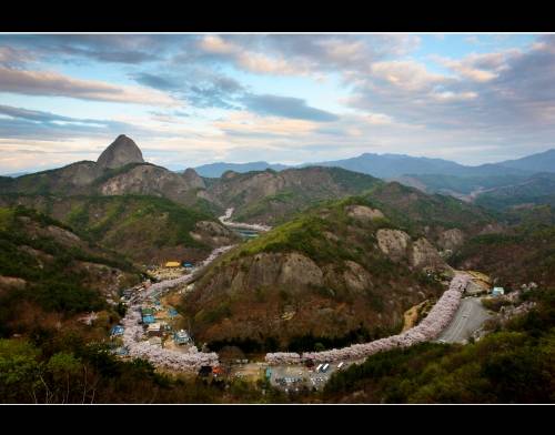 진안 마이산 벚꽃길. 진안군 제공