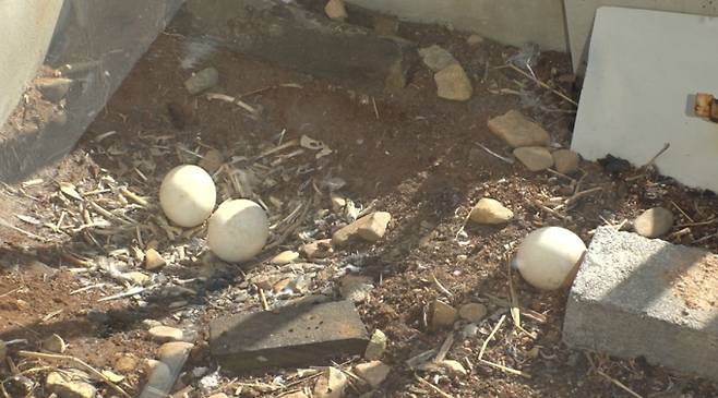 ‘TV 동물농장’ SBS