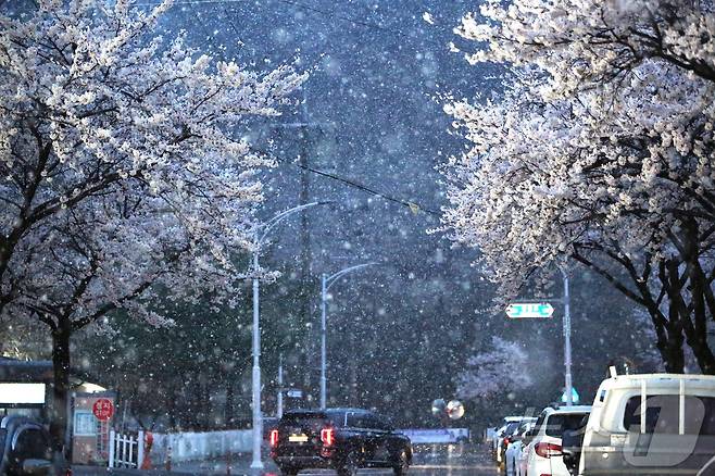 13일 오후 충북 제천에서 만개한 벚꽃 위로 폭설이 내려 이색 풍경을 연출하고 있다. 2025.4.13/뉴스1 ⓒ News1 손도언 기자