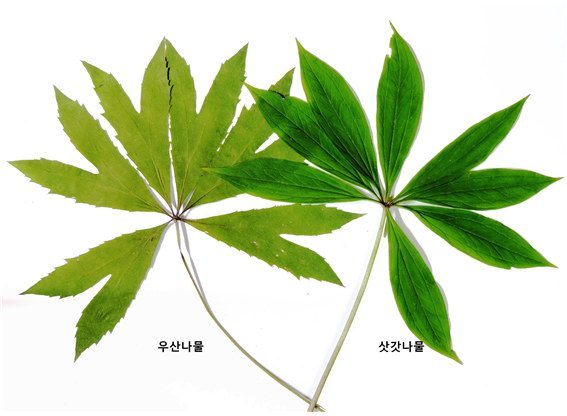 우산나물(왼쪽), 독초인 삿갓나물. 산림청 국립수목원