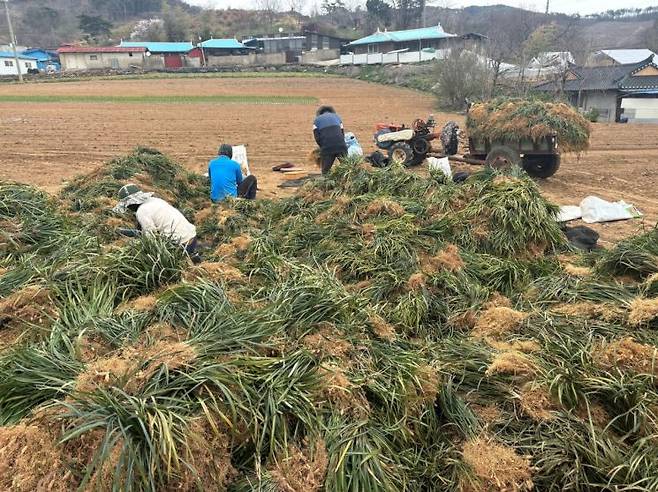 맥문동 수확 모습/청양군