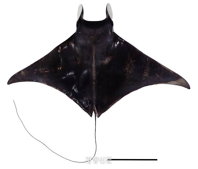 국립호남권생물자원관이 전남 영광해역에서 잡힌 대형 쥐가오리를 표본으로 제작했다. 쥐가오리가 서해에서 확인된 것은 1928년 이후 처음이다. 국립호남권생물자원관 제공.