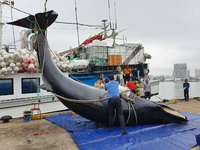 강원 동해안 속초 앞바다에서 잡힌 밍크고래. 한국일보 자료사진