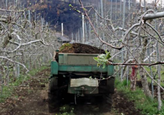 9일 경북 안동시 길안면 만음리 한 사과 농장에서 작업자들이 개화를 앞둔 사과나무에 퇴비를 주고있다. 뉴시스