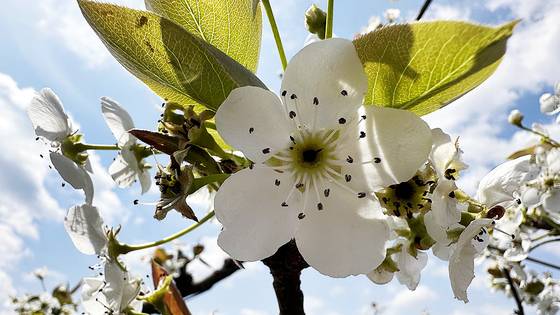 경북 상주시 사벌국면의 한 과수원에 핀 배꽃. 이상저온으로 인해 가운데 암술이 검게 변하는 고사 현상이 나타났다. 천권필 기자