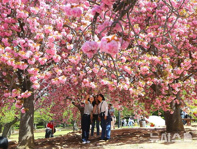 경주 불국사 공원 겹벚꽃 단지