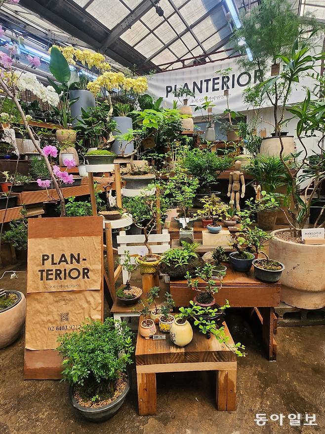 플랜테리어에 제격인 식물들을 판매하는 분화 온실 매장. 이설 기자 snow@donga.com