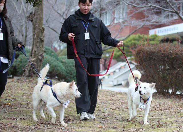 2022년 12월 12일 광주 북구 우치동물원에서 과거 문재인 전 대통령이 기르던 풍산개 곰이와 송강이 관리자와 함께 산책하고 있다. 광주=연합뉴스