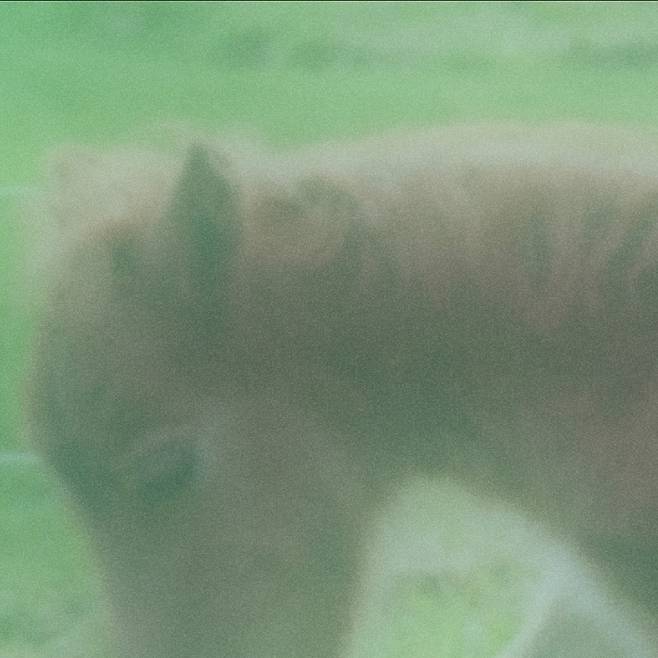 소실의 첫 정규앨범 <몽상은나의조랑말>.