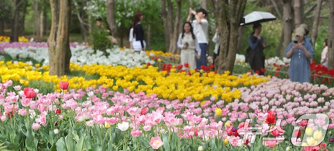 20일 전북자치도 전주시 한국도로공사 전주수목원을 찾은 시민들이 활짝 핀 튤립을 구경하고 있다. 2025.4.20/뉴스1 ⓒ News1 유경석 기자