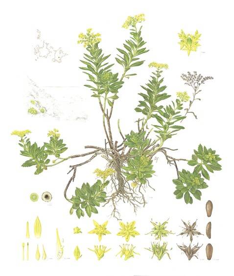 신혜우 작 ‘섬기린초’ 51x60cm_종이에 수채_2018년 제작. 신혜우 작가 제공