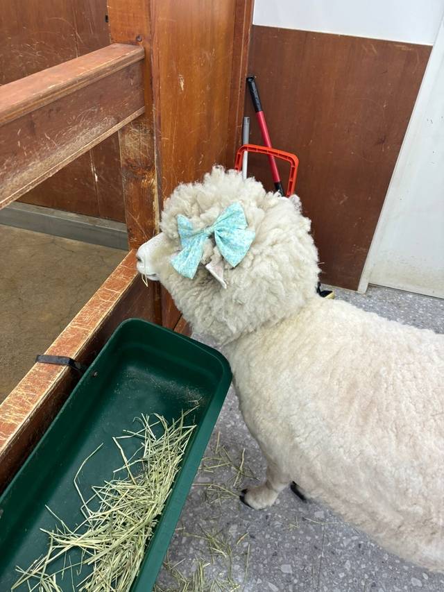이웃집 수달은 대구 근교 경상북도 경산시 한의대로에 위치한 소규모 동물원이다. 백성애 인턴